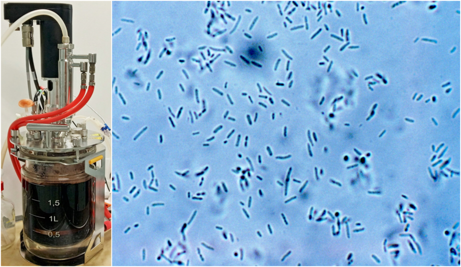Links: Ein Bioreaktor, in dem Saft im Rahmen der Forschungsarbeiten fermentiert wird. Rechts: Die Gluconsäure-bildenden Bakterien der Spezies Bombella, die für die Untersuchungen eingesetzt werden.