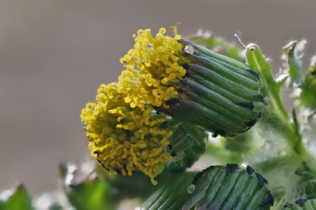 Eine Quelle für Pyrrolizidinalkaloide: Das Gewöhnliche Greiskraut (<span class='kursiv'>Senecio vulgaris</span>).