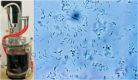 Links: Ein Bioreaktor, in dem Saft im Rahmen der Forschungsarbeiten fermentiert wird. Rechts: Die Gluconsäure-bildenden Bakterien der Spezies <kursiv>Bombella</kursiv>, die für die Untersuchungen eingesetzt werden. 