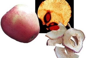 Mit Hilfe der Magnetresonanztomographie (MRT) können die Vorgänge bei der Trocknung eines Apfels nicht-invasiv charakterisiert werden.