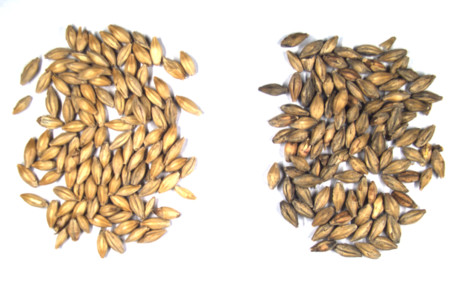 Mit Schwärzepilz belastete Braugerste: Links mit niedriger, rechts mit hoher Symptomatik.