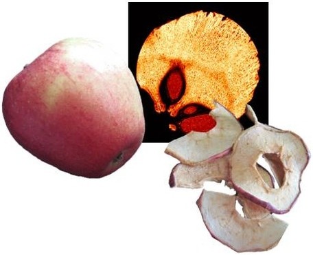 Mit Hilfe der Magnetresonanztomographie (MRT) können die Vorgänge bei der Trocknung eines Apfels nicht-invasiv charakterisiert werden.
