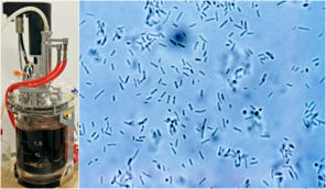 Links: Ein Bioreaktor, in dem Saft im Rahmen der Forschungsarbeiten fermentiert wird. Rechts: Die Gluconsäure-bildenden Bakterien der Spezies <kursiv>Bombella</kursiv>, die für die Untersuchungen eingesetzt werden. 