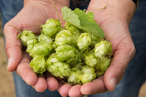 Hopfen