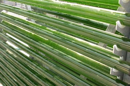 Grünalge <span class='kursiv'>Scenedesmus obliquus</span> während der Kultivierung im Röhren-Photobioreaktor