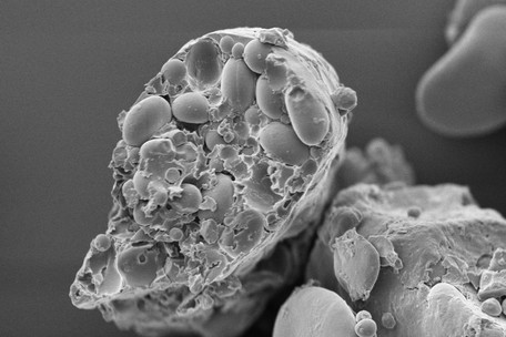 Rasterelektronenmikroskopische Aufnahme von Weizenmehl, das in einer Zentrifugalmühle mit einer Sieblochgröße von 1000 µm bei 6000 U/min behandelt wurde.