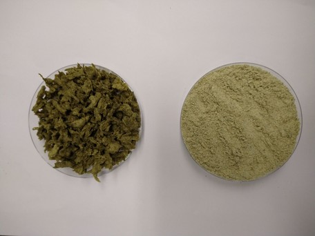 Links: Texturierte Pflanzenproteine (TVP) aus Kürbiskernmehl, gemischt mit Erbsenprotein. Rechts: Das Presskuchenmehl vor der Kochextrusion. 
