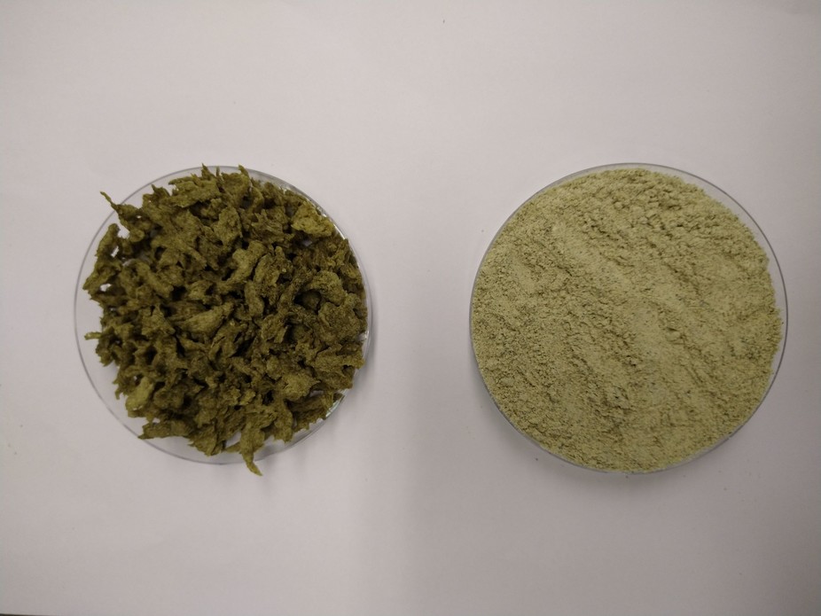 Links: Kürbiskernmehl, gemischt mit Erbsenprotein. Rechts: Daraus gewonnene texturierte Pflanzenproteine (TVP).
