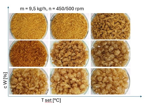 TVP aus Erbsenproteinisolat extrudiert mit verschiedenen Wassergehalten (14, 22, 30 %) und Gehäusetemperaturen (130, 145, 160° C). Die TVP sind jeweils in Petrischalen mit 10 cm Durchmesser abfotografiert.