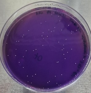 Propionibacterium freudenreichii-Kolonien auf einer selektiven Lithium-Glycerol Agarplatte