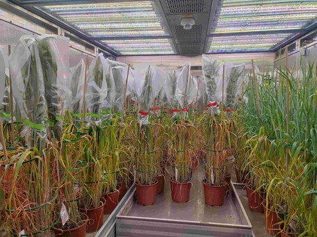 Braugerste während der künstlichen Infektion mit Fusariumpilzen in Klimakammerversuchen