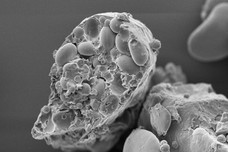 Rasterelektronenmikroskopische Aufnahme von Weizenmehl, das in einer Zentrifugalmühle mit einer Sieblochgröße von 1000 µm bei 6000 U/min behandelt wurde.