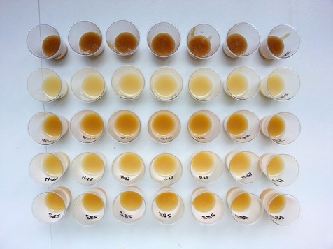 Zur sensorischen Beurteilung der Farb- und Aromaeigenschaften wurden Puddingproben mit verschiedenen, im Projekt erzeugten Karamellen hergestellt.
